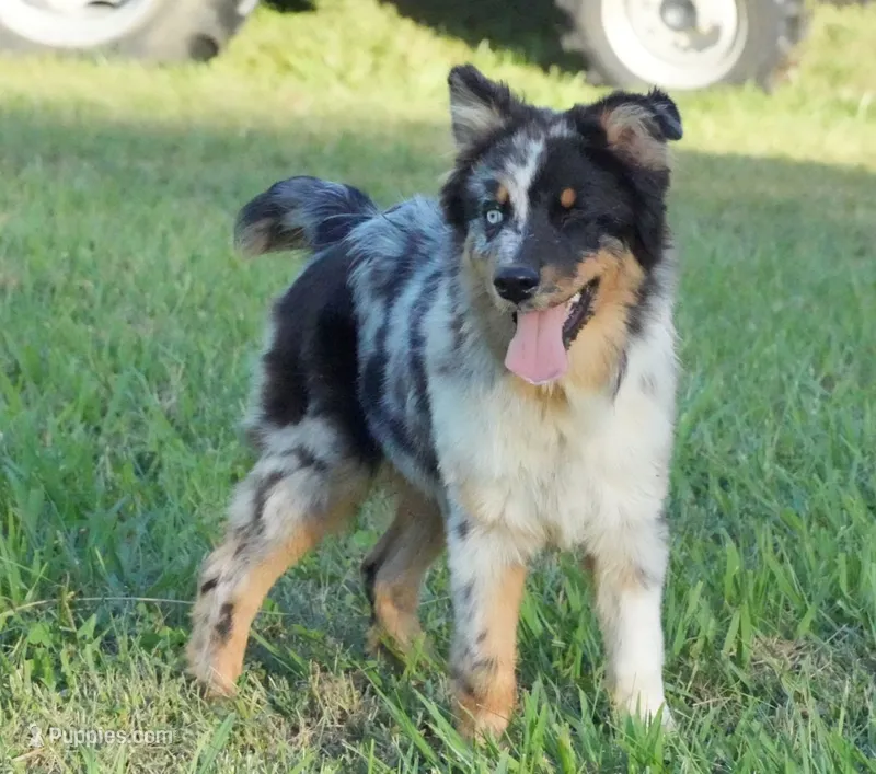 Diesel – Australian Shepherd puppy for sale in Oxford, NC