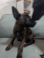 Blue Boy, a male Dutch Shepherd for sale in Cocoa, FL – 3 of 7