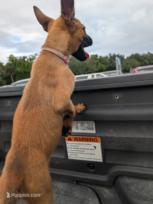 Light Pink girl – Belgian Malinois, Dutch Shepherd puppy for sale in Cocoa, FL