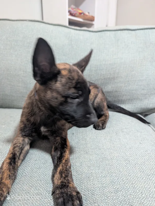 Blue Boy – Dutch Shepherd puppy for sale in Cocoa, FL