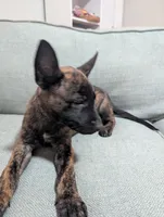 Blue Boy, a male Dutch Shepherd for sale in Cocoa, FL – 1 of 7