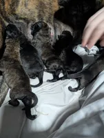 Dutch Shepherd puppie male 1, a male Dutch Shepherd for sale in Cocoa, FL – 2 of 2