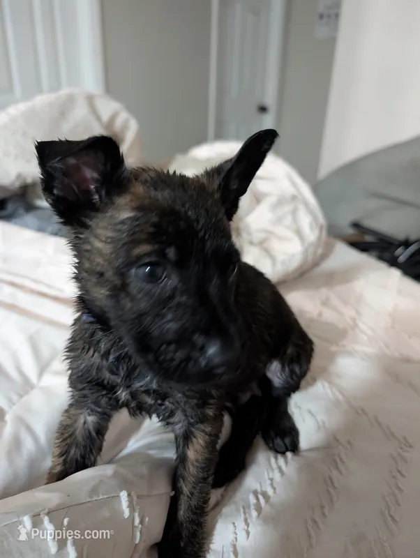 Purple girl – Dutch Shepherd puppy for sale in Cocoa, FL