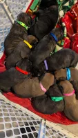 Purple girl, a female Dutch Shepherd for sale in Cocoa, FL – 2 of 2