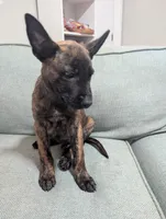 Blue Boy, a male Dutch Shepherd for sale in Cocoa, FL – 2 of 7