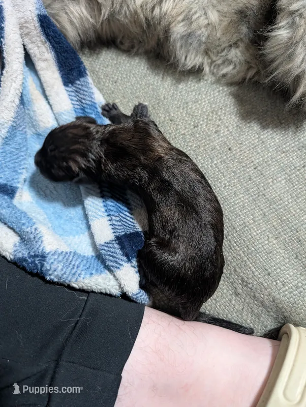 Dutch Shepherd puppie male 1 – Dutch Shepherd puppy for sale in Cocoa, FL