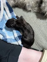 Dutch Shepherd puppie male 1, a male Dutch Shepherd for sale in Cocoa, FL – 1 of 2