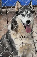 Daisy female, a female Siberian Husky for sale in Decherd, TN – Photo 6 of 7