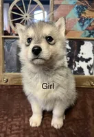 Daisy female, a female Siberian Husky for sale in Decherd, TN – Photo 3 of 7