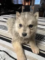 Daisy female, a female Siberian Husky for sale in Decherd, TN – Photo 5 of 7