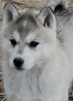 Daisy female, a female Siberian Husky for sale in Decherd, TN – Photo 1 of 7