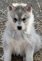 Daisy female, a female Siberian Husky for sale in Decherd, TN – Photo 2 of 7