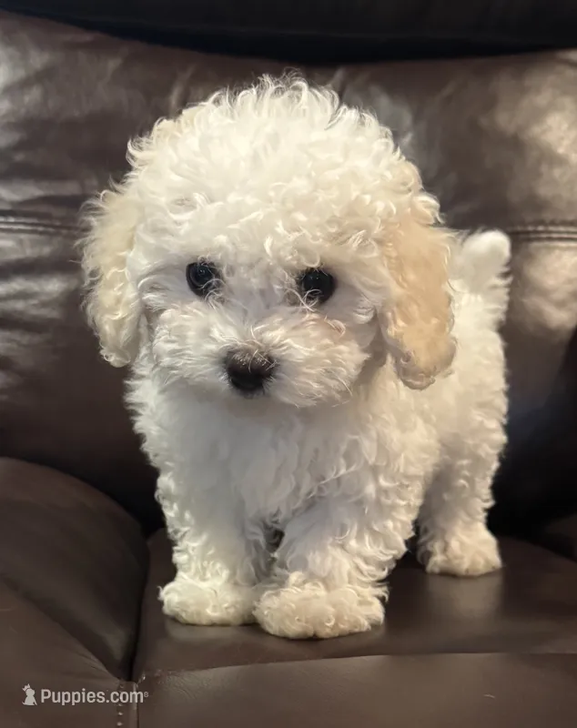 Ella Mae – Bichon Frise, Poodle - Miniature  puppy for sale in San Antonio, TX