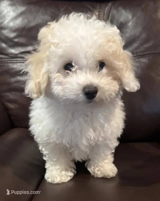 Casper, a male Bichon Frise and Poodle - Miniature  for sale in San Antonio, TX – 1 of 1
