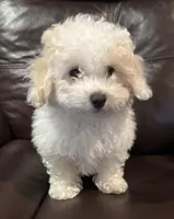 Casper, a male Bichon Frise and Poodle - Miniature  for sale in San Antonio, TX – 1 of 1