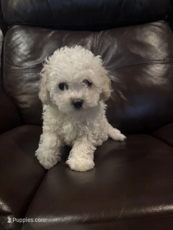 Ella Mae – Bichon Frise, Poodle - Miniature  puppy for sale in San Antonio, TX