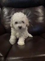 Ella Mae, a female Bichon Frise and Poodle - Miniature  for sale in San Antonio, TX – 1 of 1