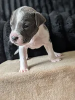 Rowzee, a female Catahoula Leopard Dog for sale in Saint Helens, OR – 2 of 4