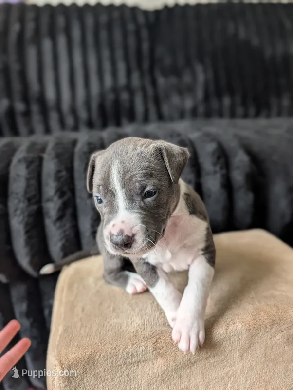 Rowzee – Catahoula Leopard Dog puppy for sale in Saint Helens, OR
