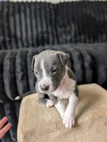 Rowzee, a female Catahoula Leopard Dog for sale in Saint Helens, OR – 1 of 4