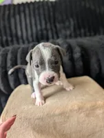 Rowzee, a female Catahoula Leopard Dog for sale in Saint Helens, OR – 3 of 4