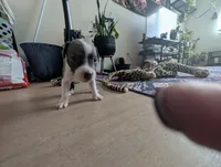 Rowzee, a female Catahoula Leopard Dog for sale in Saint Helens, OR – 4 of 4