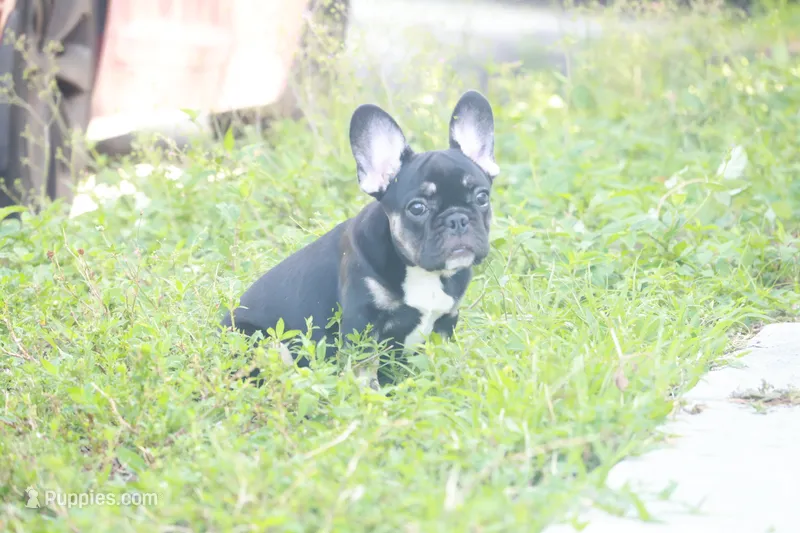 Black girl  – French Bulldog puppy for sale in Brandon, FL