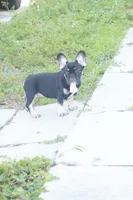 Black girl , a female French Bulldog for sale in Brandon, FL – 2 of 4