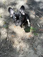 Black girl , a female French Bulldog for sale in Brandon, FL – 4 of 4
