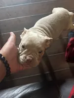 Dolce, a female American Bully for sale in Smyrna, DE – 2 of 6
