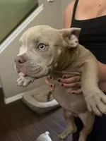 King, a male American Bully for sale in Smyrna, DE – 4 of 8