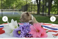 Dolce, a female American Bully for sale in Smyrna, DE – 4 of 6