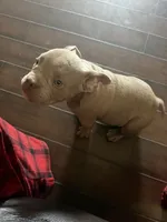 Dolce, a female American Bully for sale in Smyrna, DE – 3 of 6