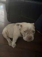 Honey, a female American Bully for sale in Smyrna, DE – 6 of 7