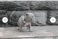 Dolce, a female American Bully for sale in Smyrna, DE – 5 of 6