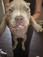 King, a male American Bully for sale in Smyrna, DE – 8 of 8
