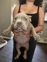 King, a male American Bully for sale in Smyrna, DE – 5 of 8