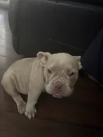 Honey, a female American Bully for sale in Smyrna, DE – 4 of 7