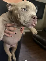 King, a male American Bully for sale in Smyrna, DE – 7 of 8