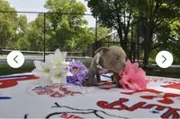 Dolce, a female American Bully for sale in Smyrna, DE – 6 of 6