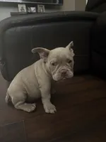 Honey, a female American Bully for sale in Smyrna, DE – 5 of 7