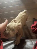 King, a male American Bully for sale in Smyrna, DE – 1 of 8