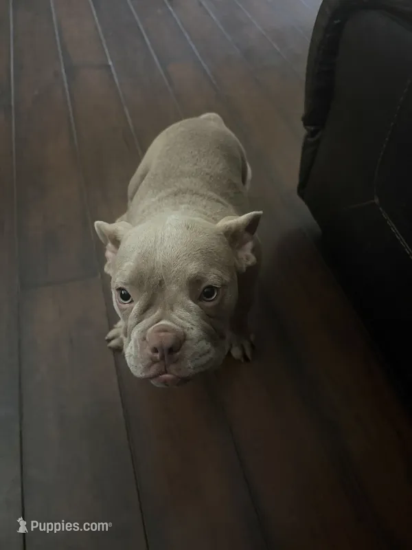 Honey – American Bully puppy for sale in Smyrna, DE