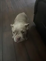 Honey, a female American Bully for sale in Smyrna, DE – 1 of 7