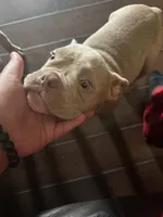 Dolce, a female American Bully for sale in Smyrna, DE – 1 of 6