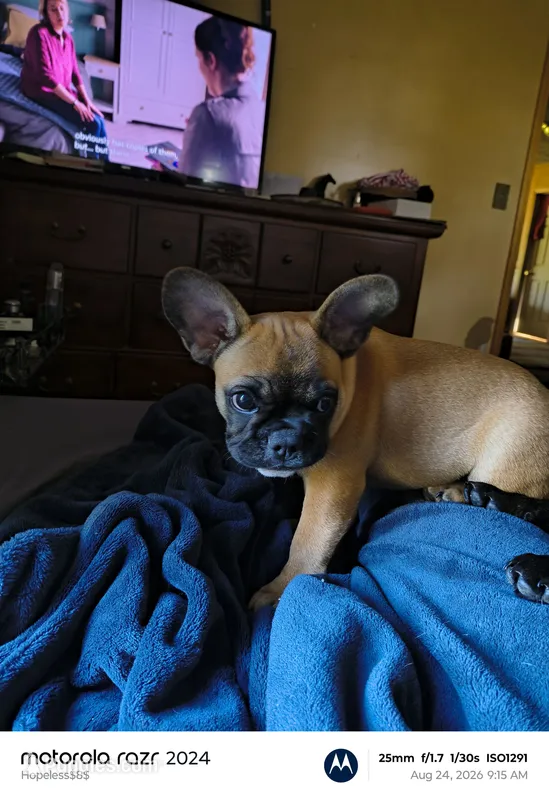 Lily – French Bulldog puppy for sale in Mansfield, OH