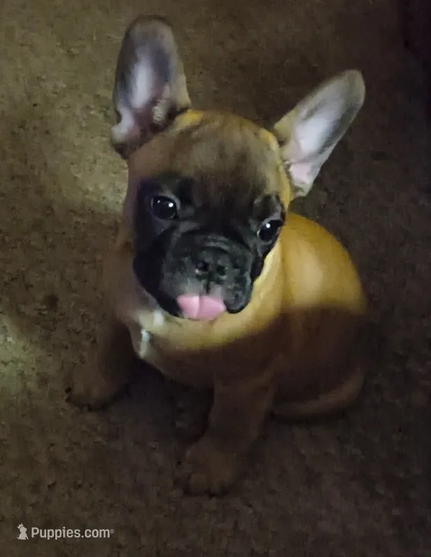 Louie – French Bulldog puppy for sale in Mansfield, OH