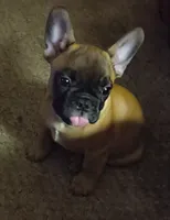 Louie, a male French Bulldog for sale in Mansfield, OH – 1 of 2