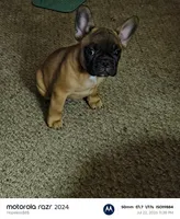 Louie, a male French Bulldog for sale in Mansfield, OH – 2 of 2