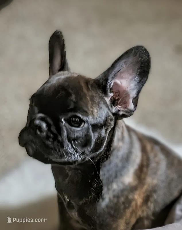 Star – French Bulldog puppy for sale in Mansfield, OH